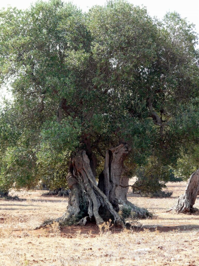 Salento ulivo secolare